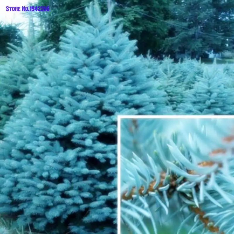

50 Pcs Blue Spruce Bonsais Picea Tree Potted Bonsai Courtyard Garden Plant Pine Tree Bonsais Home Garden Decoration