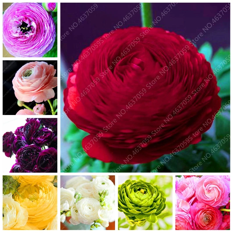 

Hot Sale! 100 Pcs Mixed Ranunculus Bonsai Indoor DIY Potted Plants Blooming Flower For Home Garden Indoor Plants Easy to Grow