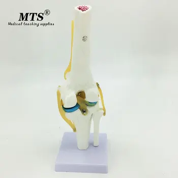 

MTS 1:1 Human anatomy skeleton Knee Joint Anatomical Model Heart skull brain model traumatic pistol medical teaching aid