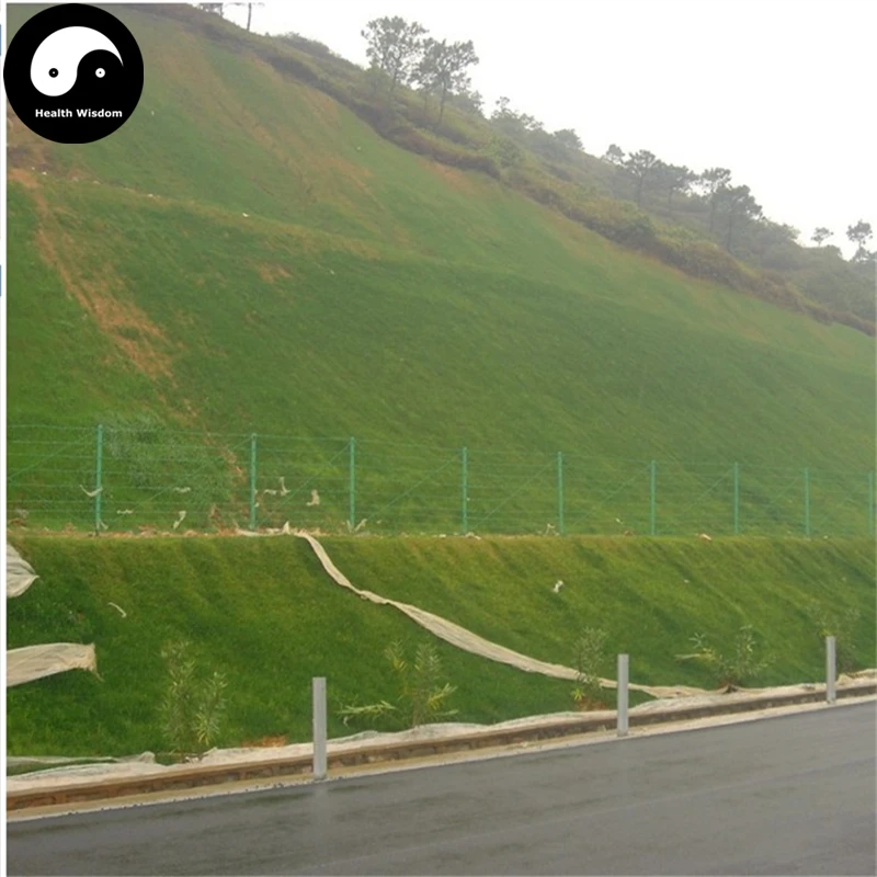 

Buy Evergreen Zoysia Japonica Semente 1000pcs Plant Slope Protection Lawn Grass