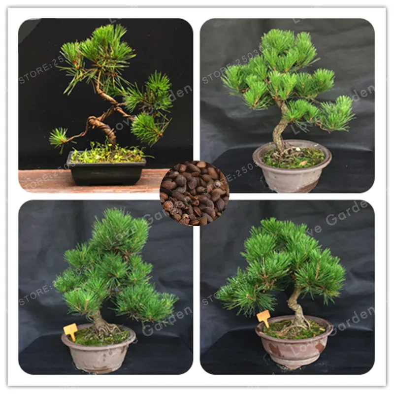 

Hot Sale Unique Thunbergii Bonsai Black Pine Bonsai Tree Bonsai Potted Plants Balcony Seating Japanese Pine Tree Bonsai 50PCS
