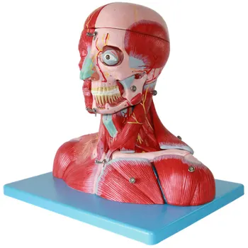 

Head and Neck Vascular Nerve Attachment Model Cerebral Artery Brain Model Head and Neck Muscle Model
