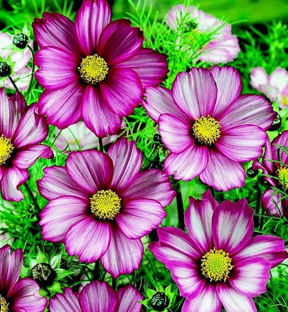 

100 Pcs Chocolate Rainbow Cosmos Bonsai Blooms All Summer Long Has Rich Scent Like Chocolate Flower Seedsplant DIY Home Garden