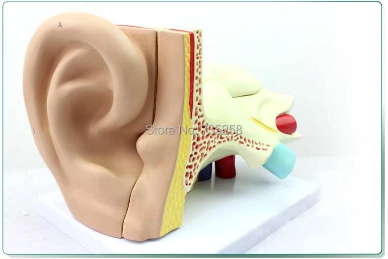 

Ear Anatomic Structure Model,New Model of the ear Anatomy of Amplification