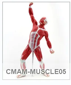 CMAM-MUSCLE05 Мини Размер Мужской Мышцы и Skleton Анатомия Модель