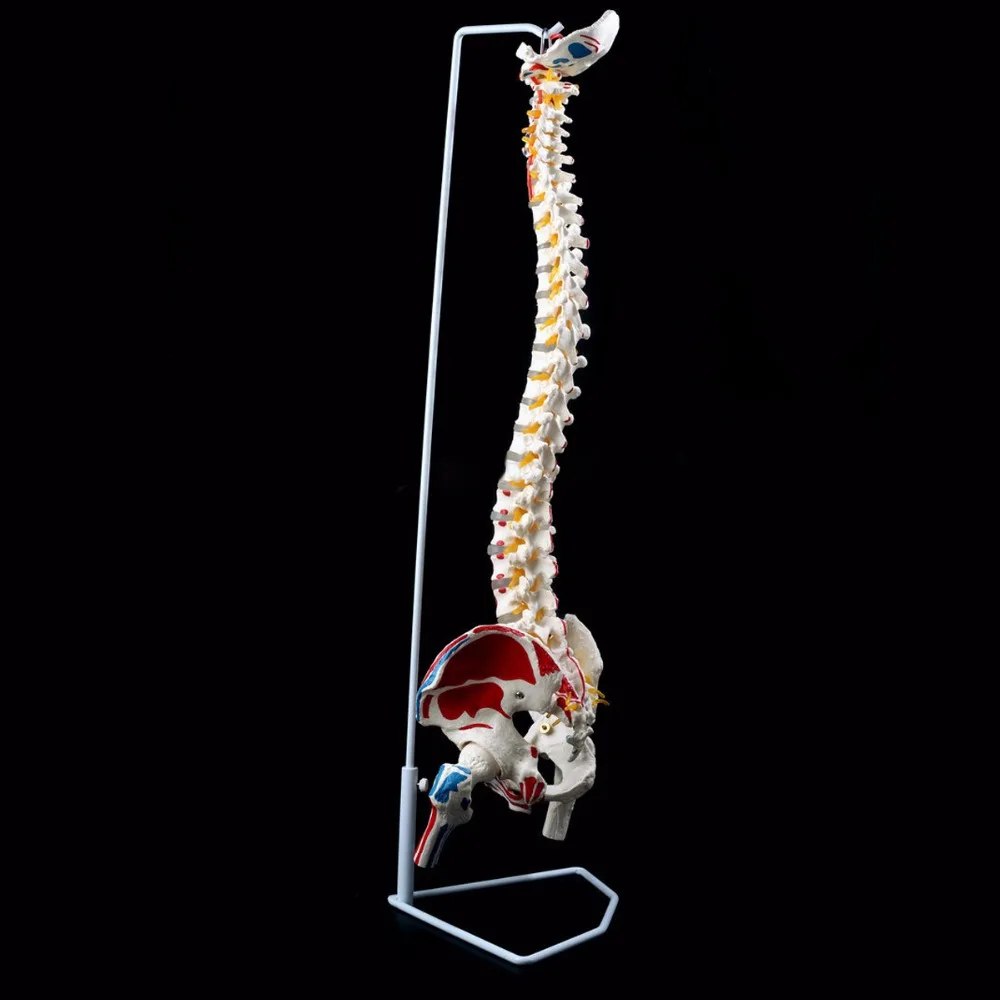 Модель для обучения анатомии человека таза бедрена 85 см|human anatomical|pelvis modelmodel spine |