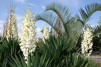 100g 10 1 Yucca Extract Yucca Schidigera Extract Powder Powder Powder Powderpowder Extract Aliexpress