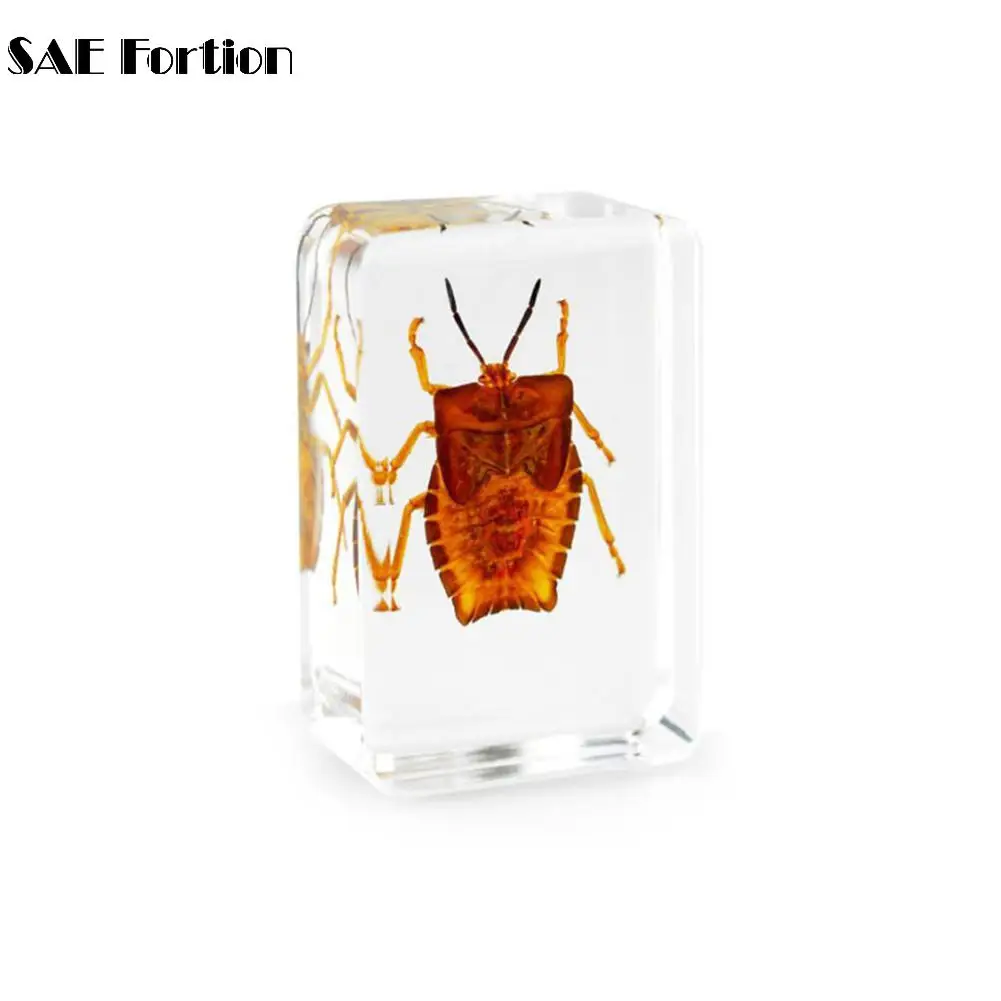 SAE Fortion 1 шт. китайский прозрачный акриловый луцит коллекция насекомых розовый жук