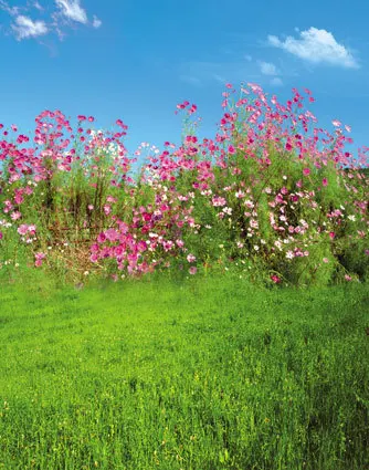 green grass blue sky flowers tropical 8x8ft violet flowers bush green grass field blue sky wedding custom backdrop photography studio background vinyl green grass blue sky flowers tropical 8x8ft violet flowers bush green grass field blue sky wedding custom backdrop photography studio background vinyl
