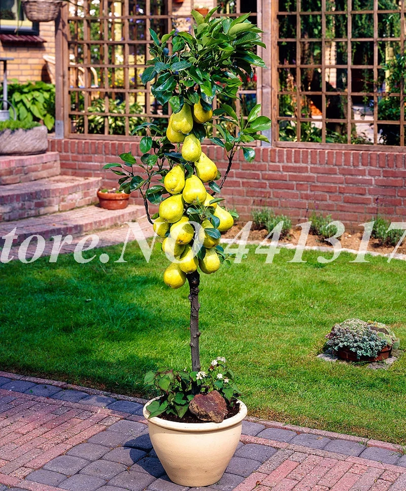 

2019 New Arrival 10pc/lot Pear Bonsai Plant Delicious Nutritious & Juicy Fragrant Pear Potted High Quality Fruit For Home Garden