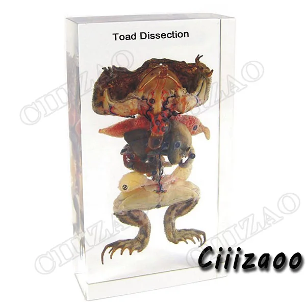 Toad Dissection образец животного пресс-папье Taxidermy Коллекция Встроенный в ясный Lucite блок встраивания образец