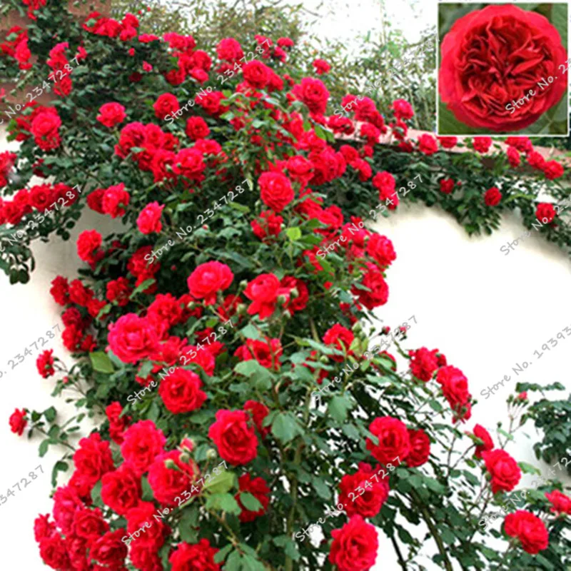 200 шт. Китай Восхождение Роуз Seedsflower висит лианы Rosas раран цветок Semillas de Flores бонсай растений украшения сада 200 шт. Китай Восхождение Роуз Seedsflower висит лианы Rosas раран цветок Semillas de Flores бонсай растений украшения сада