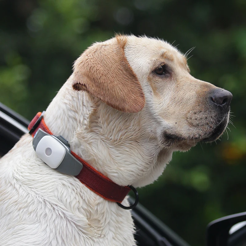 Waterproof Cat Locator GPS Tracking For Pets Followit Appello 4P