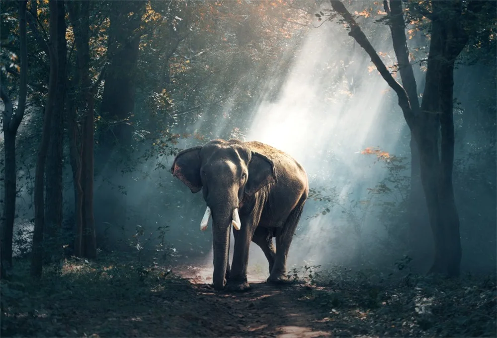 Laeacco Dark Forest Shine Pathway Elephant Scene Baby Photography Backgrounds Customized Photographic Backdrops For Photo Studio |