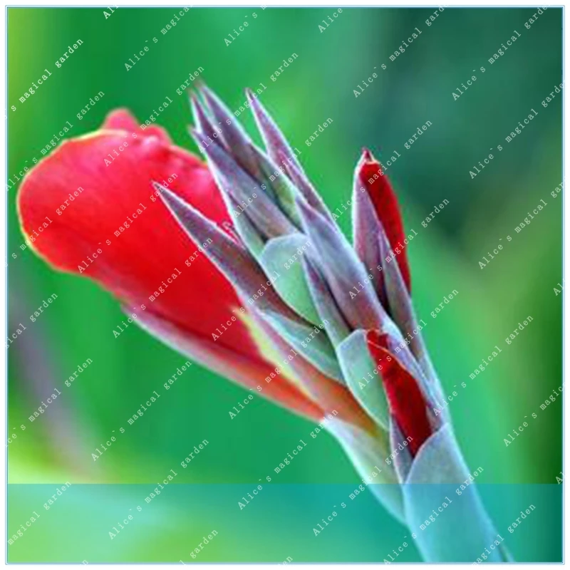 

ZLKING 100 Pcs Canna Beautiful Flower Indica Lily Plants Garden Bulbs Flowers Outdoor Potted Bonsai Flores