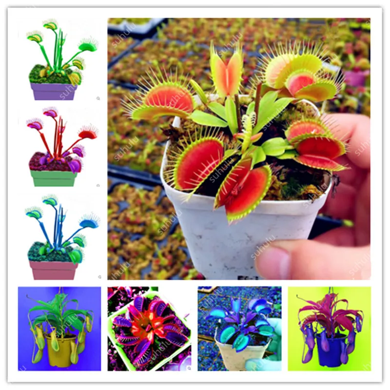 

Promotion!Carnivorous Insectivorous Succulent Plant Dionaea Muscipula garden 200 PCS Giant Clip Venus Fly Trap flores Bonsai Pot