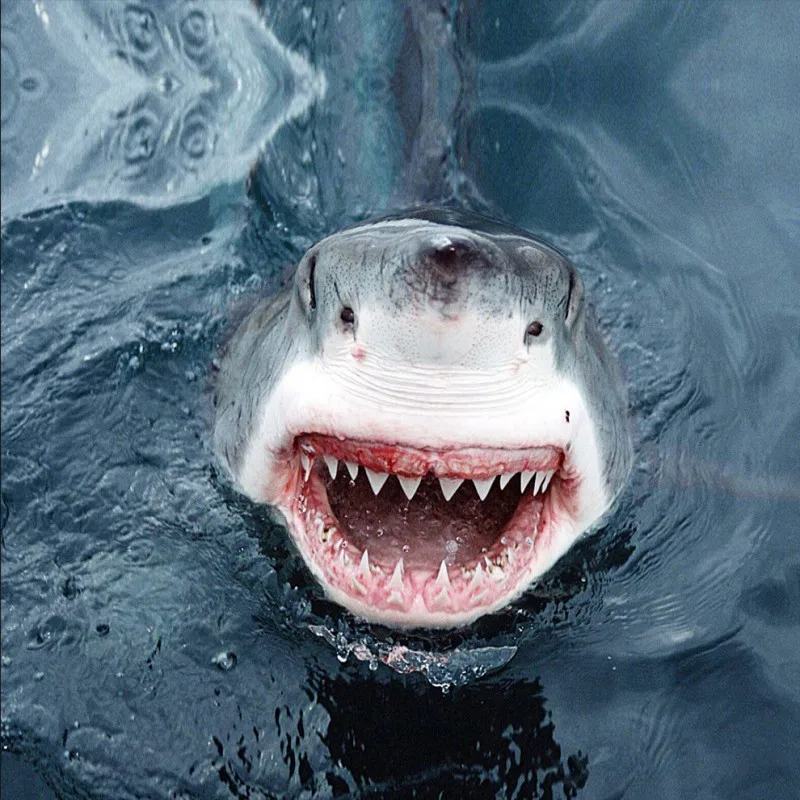 Terror logo. Над глубиной хроника выживания. Акулий террор судно индианаполис. Индианаполис нападение акул. Мегалодон акула монстр.