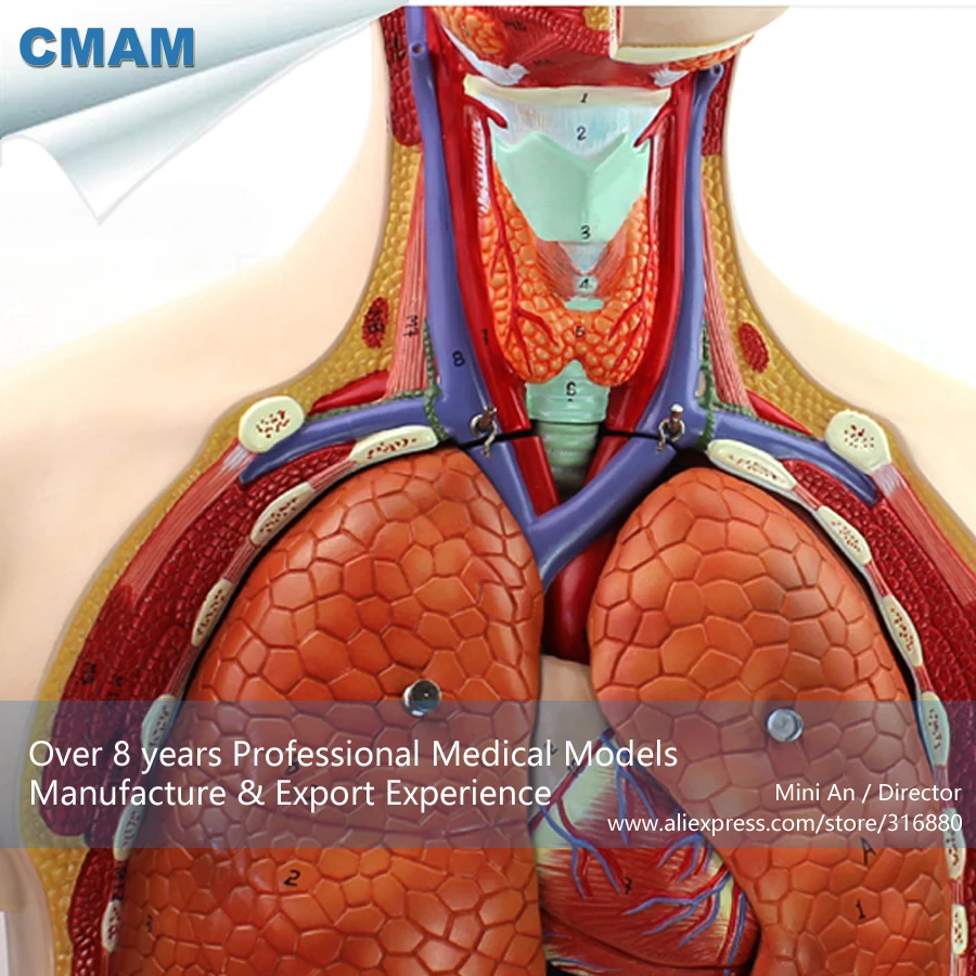12013/анатомическая модель 85 см человека туловища с отстегивающейся спинкой, Обучающие анатомические модели
