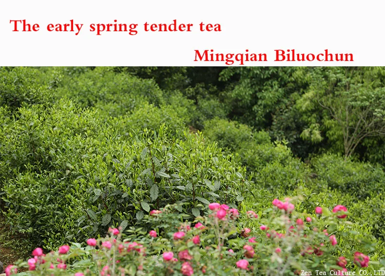 Свежий 250g Премиум бутон жареные Зелёный чай Biluochun Чай Mingqian Biluochun 125g x 2 шт. Олова коробка
