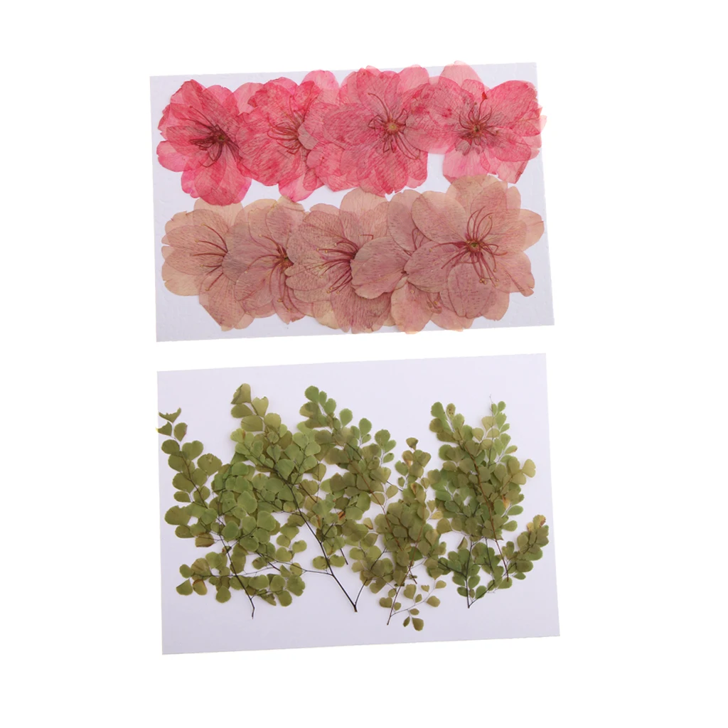 20 шт. реальные спрессованные цветы Сушеная вишня Blossom Adiantum растения для Цветочный Ремесло карты решений