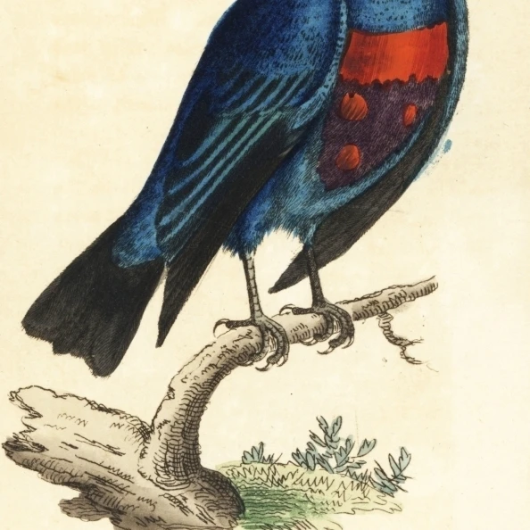 Banded Cotinga  Cotinga Maculata Poster Print By <ALIMT >&reg;</ALIMT> Florilegius Mary Evans (24 X 36)