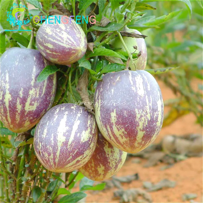 China 20pcs Herb Ginseng Fruit Seeds Bonsai Plant Tree Seeds Vegetables Ornamental Funny Seed