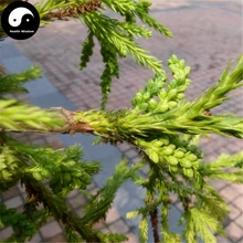 Купить настоящий Cryptomeria Fortunei дерево Semente 60 шт. завод Cryptomeria Fortunei туи растут Liu Shan кедра