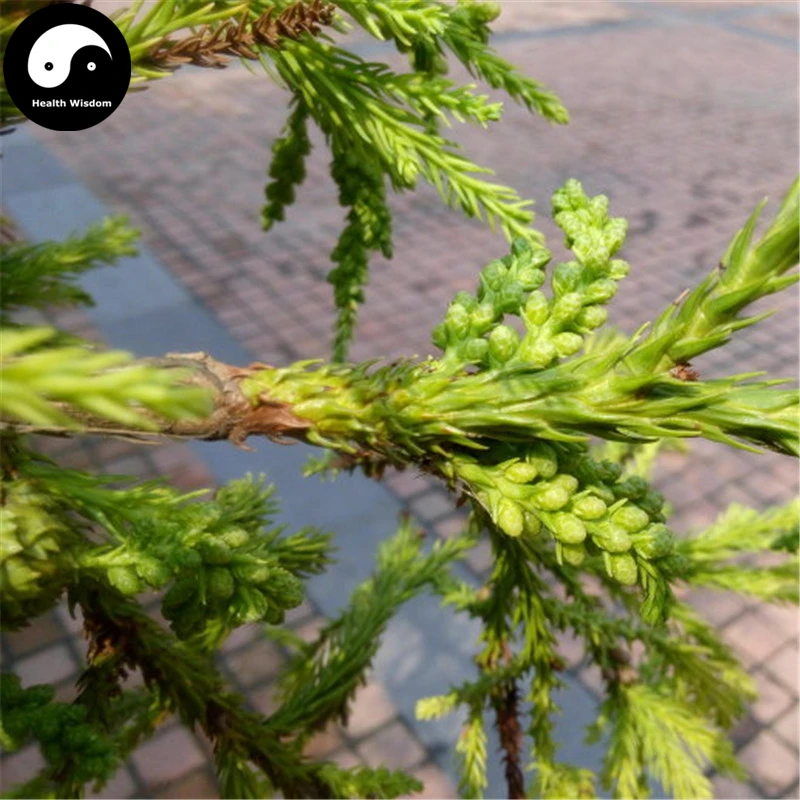 

Buy Real Cryptomeria Fortunei Tree Semente 60pcs Plant Cryptomeria Fortunei Arborvitae Grow Liu Shan Cedar