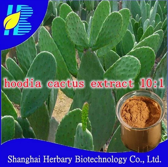 

1 pack nature hoodia cactus extract 10:1 caps 500mg x 300pcs caps free shipping