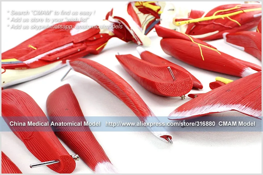 CMAM-TM6028 NEW LEG MUSCLE MODEL ANATOMY 21