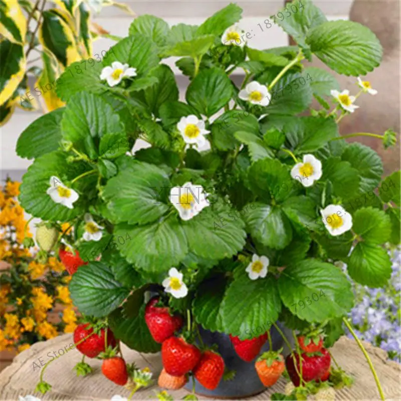 

1000pcs Rare Red Strawberry Pineberry Fruit Planting White Berries Organic Ornamental Plants Home Garden Plant Bonsai