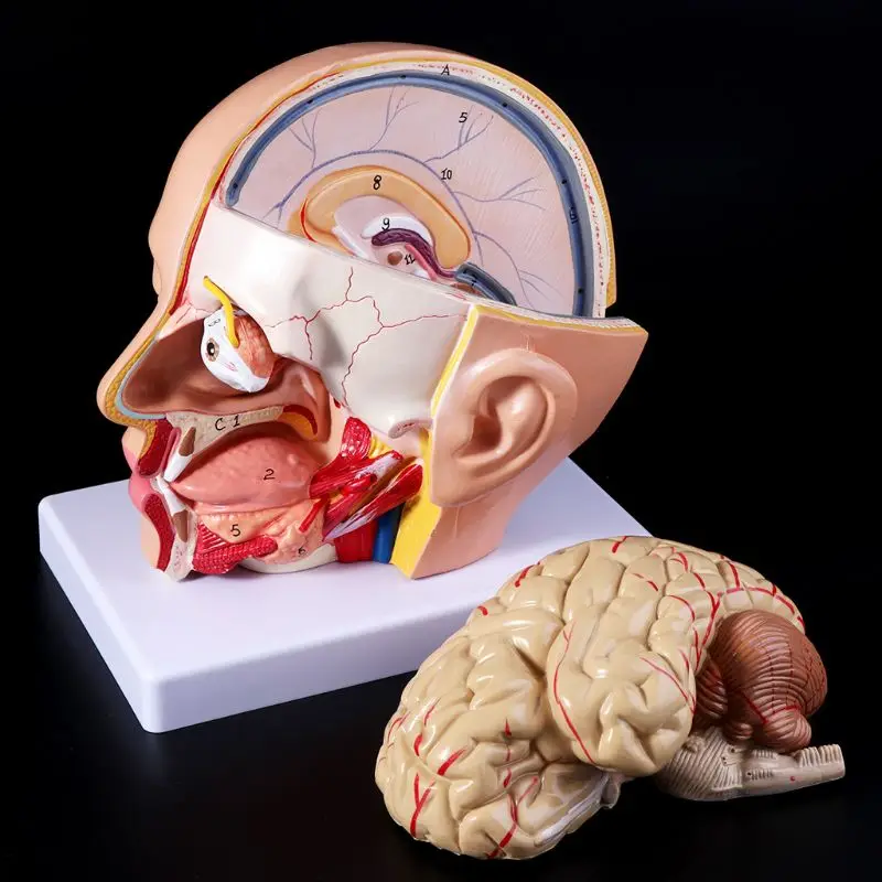 Новая Анатомия человека голова череп и мозги церебральная артерия анатомическая модель для обучения