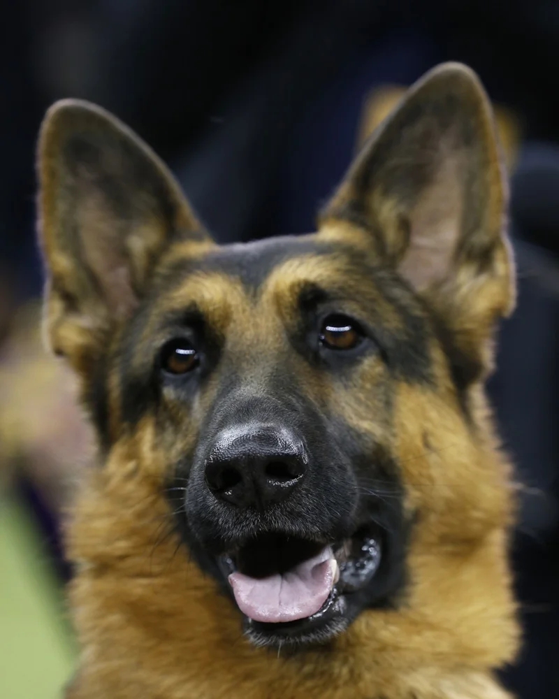 usp_news__westminster_kennel_club_dog_show_88795500