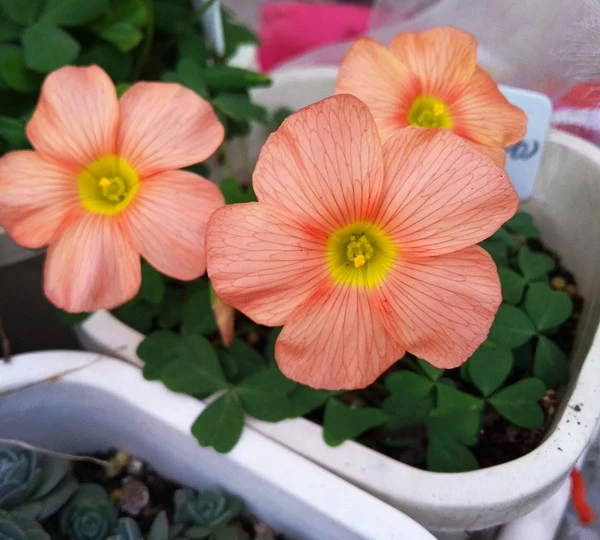 

100pcs Rare Oxalis obtusa sunshine Flowers bulbs color rotary flower For Home Garden Decoration room