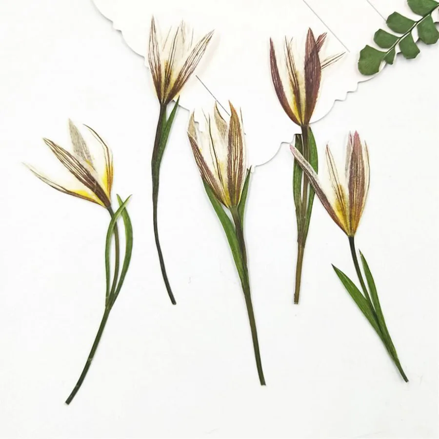 60 шт. 4-6 см прессованный высушенный Tulipa Edulis цветы Гербария ювелирные изделия открытка с пригласительным билетом чехол для телефона Закладка ремесло DIY