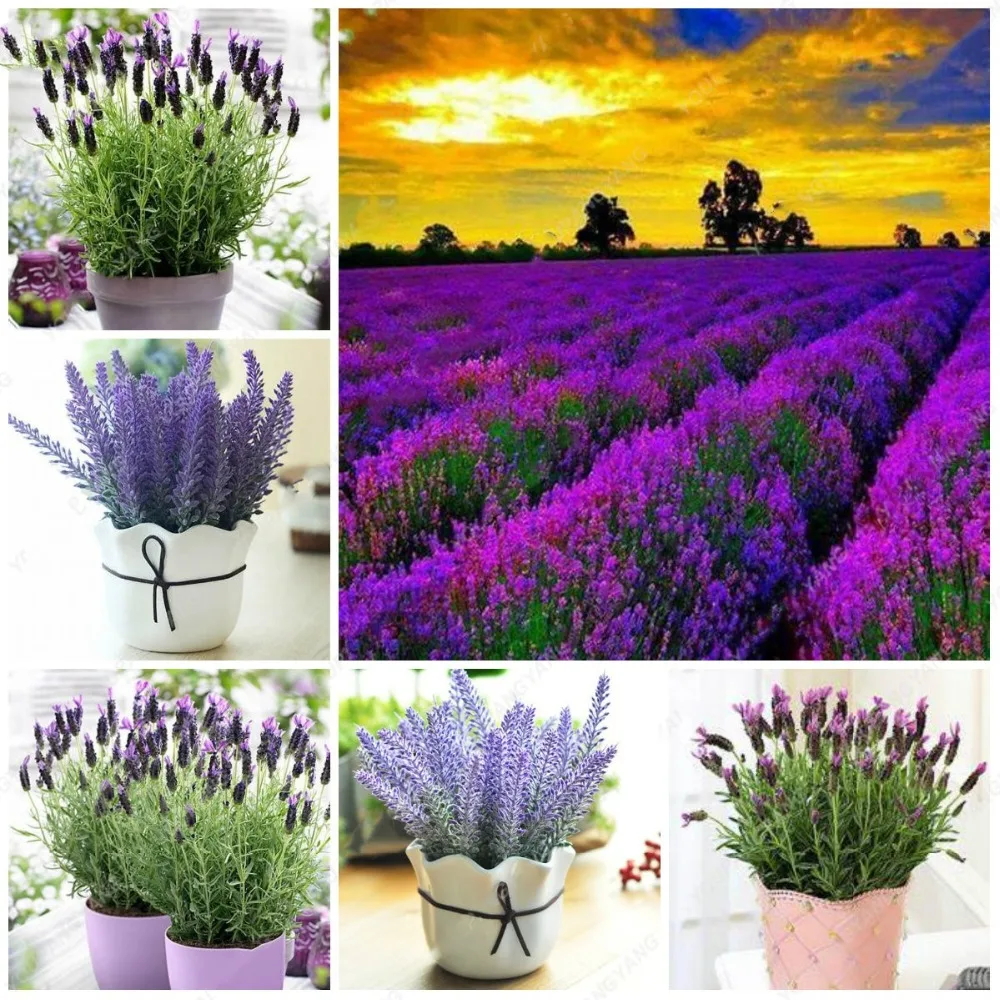 

200pcs Lavender bonsai lavender flower Bonsai Plants Blooming potted plant for home garden flores plantas Semente decoration