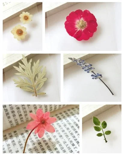 5 Kinds Beautiful Dry Flower Pressed Flower Craft Card Bookmarks Sample Girl Gift