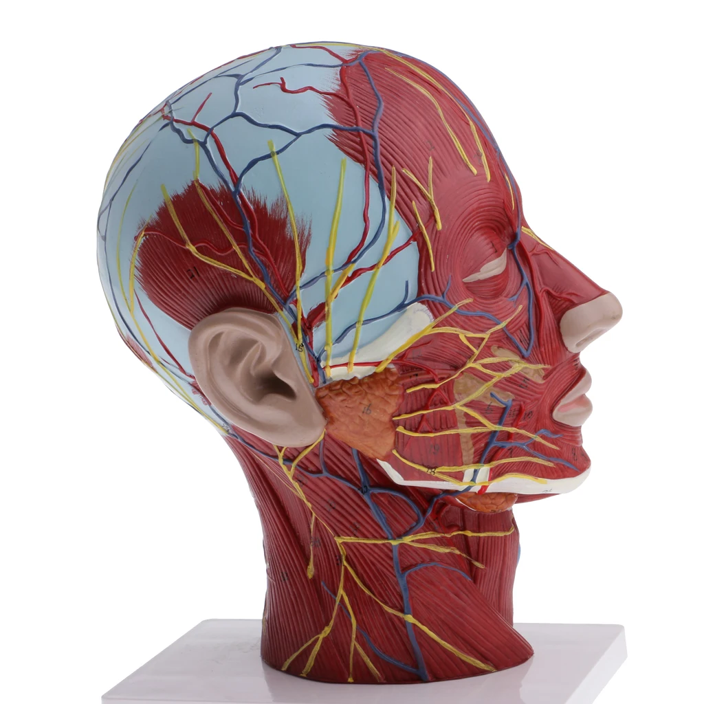 

1:1 Human Head & Neck Superficial Muscle Nerve Anatomical Medicine Anatomical Model Kits Median Section Learning School Supplies