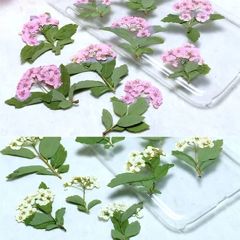 

10 Pcs Dried Flower Branches Specimen Natural Plant Natural Real Dried Pressed Flowers Leaves For Nail / Gem Decoration