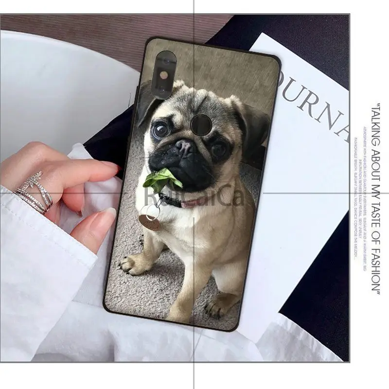 Animal cute pug