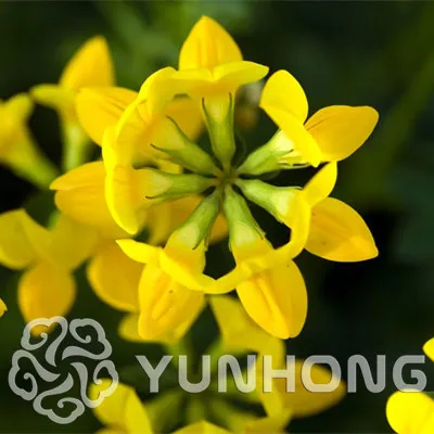 

100 PCS Rare New Huang Huakui Golden Yellow Golden Flower Bonsai Strong Fragrant Flower 100% Genuine