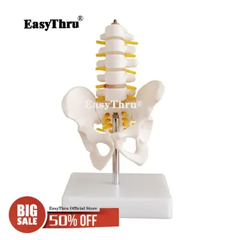 

Human skeleton model Five-segment lumbar spine model of small pelvic medical teaching model