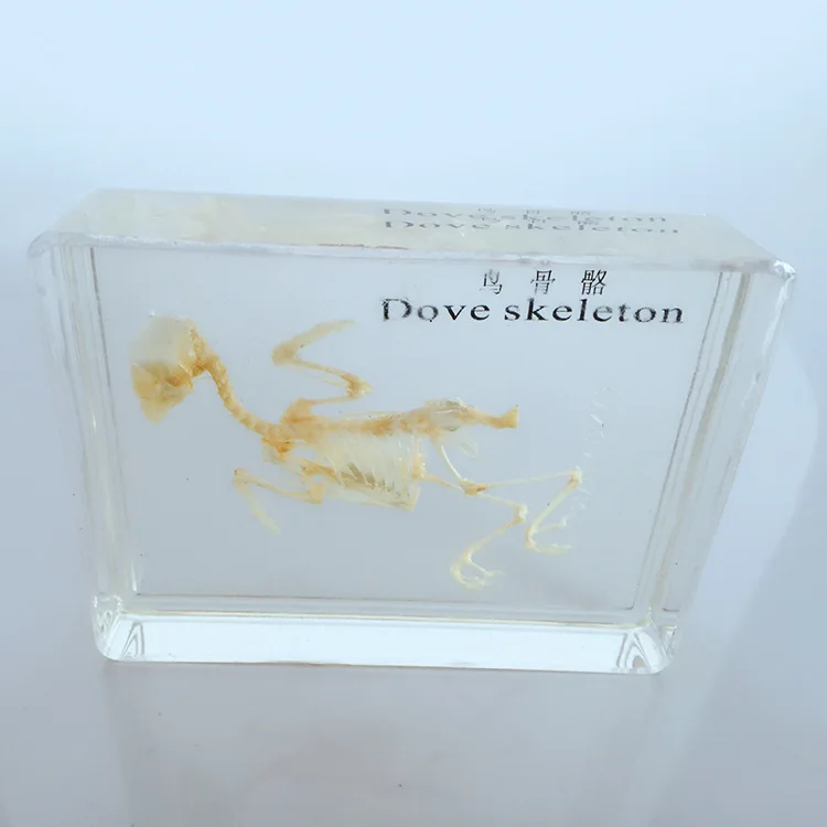 

True Dove Skeleton Embedded Specimen Transparent Resin Bird Skeleton Animal Bones Specimen Models Biology Anatomy Teaching Aids