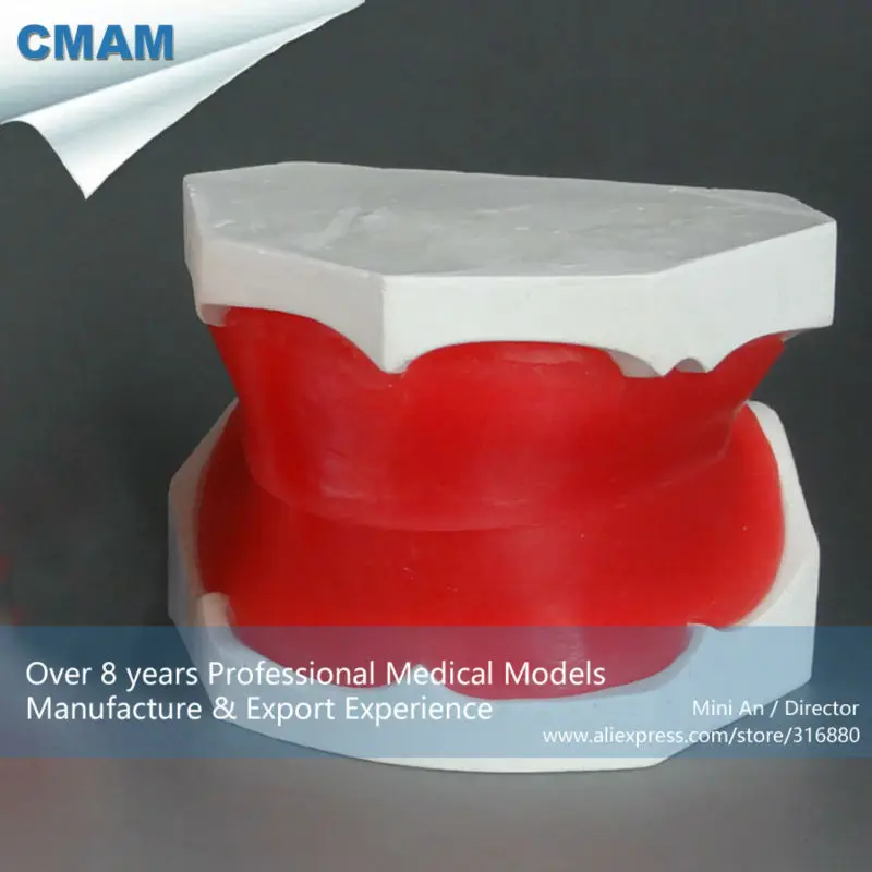 CMAM 22316 Dental Training Model Plaster Edentulous Model with Wax Rim
