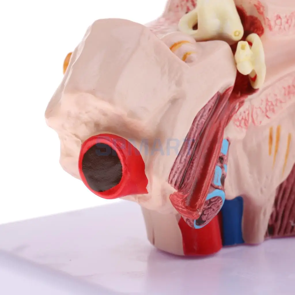Magnification 1.5x Human Ear Joint Outer, Middle, Inner ear Model with Base School Teaching Supplies Educative