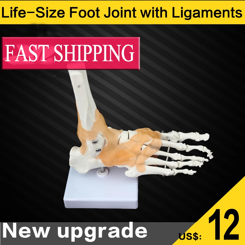 

New arrival Human shoulder elbow hand hip knee foot joints model with ligament