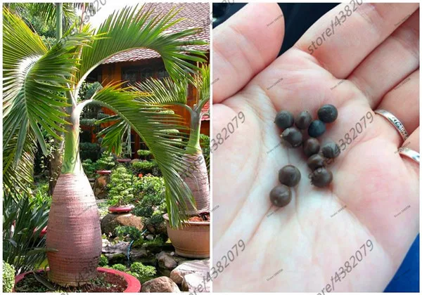 

10 pcs Bottle Palm plants Exotic Plants Tree Bonsai Pots Planters Tropical Ornamental Balcony for Home & Garden Decoration