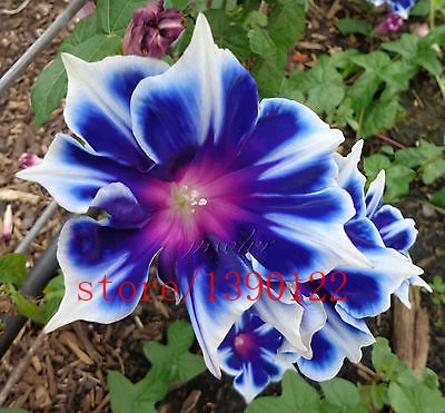100pcs/bag Picotee Blue Morning Glory seeds,rare petunia seeds,bonsai flower seeds,plant for home garden Easy to Grow!
