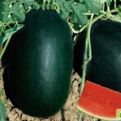 1pack Watermelon Seeds Fruit Seed Garden Supplies Bonsai Black Beauty Melon Sweet Free Shipping Seeds Animation Seed Productseed Bracelet Aliexpress