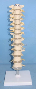 

Medical life Size Thoracic Column With Nerve brain skeleton Human anatomy Skeleton Anatomical instruments condoms Display Model